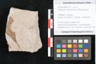 Foto (Objekt + Etikett) von Sclerotium minntissimum Ettingshausen (NHMW-GEO-2024-0188-6707)
